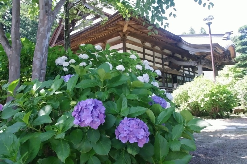 あじさい寺･深妙寺