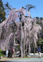 枝垂れ桜