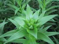 LAnCubg