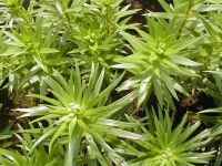 LAnCubg