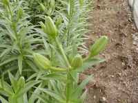 LAnCubg