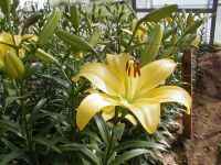 LAnCubg@JhjA