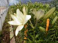 LAnCubg@N[G
