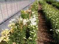 LAnCubg