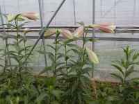 LOnCubg@vXv~X