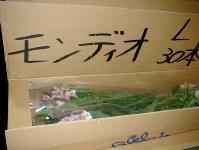 ڑ̗lq