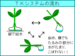 TK̗